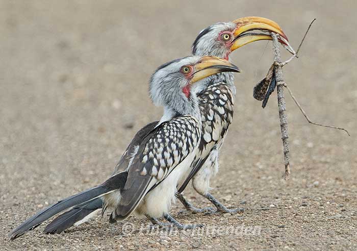 <i>Tockus leucomelas</i>. A southern yellow-billed hornbill from Namiba, caught an adult <i>Bactrododema</i> female. © Hugo Chittenden