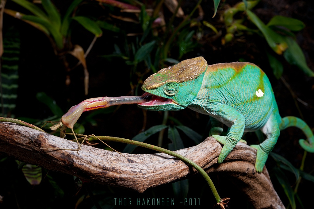 <i>Calumma parsonii</i>. A Parson's chameleon from Madagascar. This image is taken in captivity, but phasmids are certainly part of the natural diet of chameleons too. © Thor Håkonsen