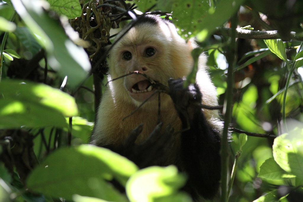 <i>Cebus capucinus</i>. A white-headed capuchin from Central America. © Johan Chaves