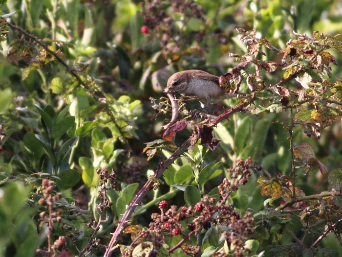 <i>Lanius collurio</i>. A red-backed shrike from Scilly Islands GB. Phasmids have been introduced to this island just recently (in biological terms), probably via imported plants from New Zealand. Thus before they were no natural prey for birds in that area, yet it seems as if they find them. © Dick Filby