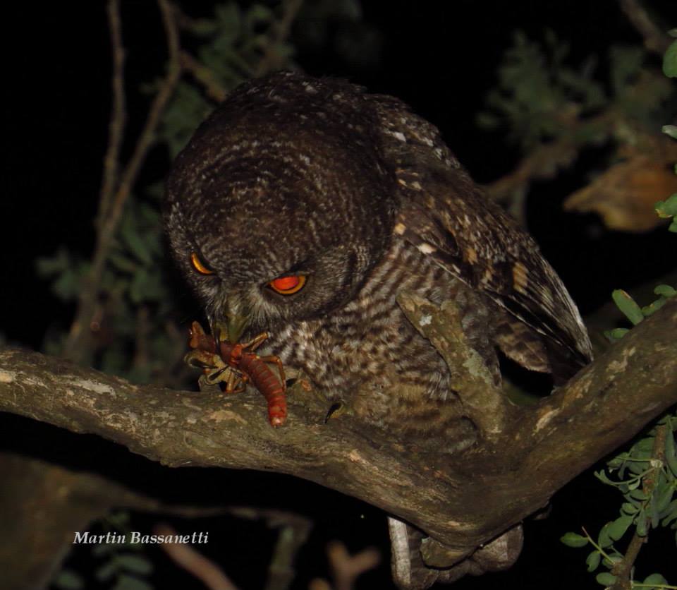 <i>Megascops choliba</i>. A tropical screech owl from Córdoba, Argentina, caught an <i>Agathemera luteola</i>. © Martin Hector Bassanetti