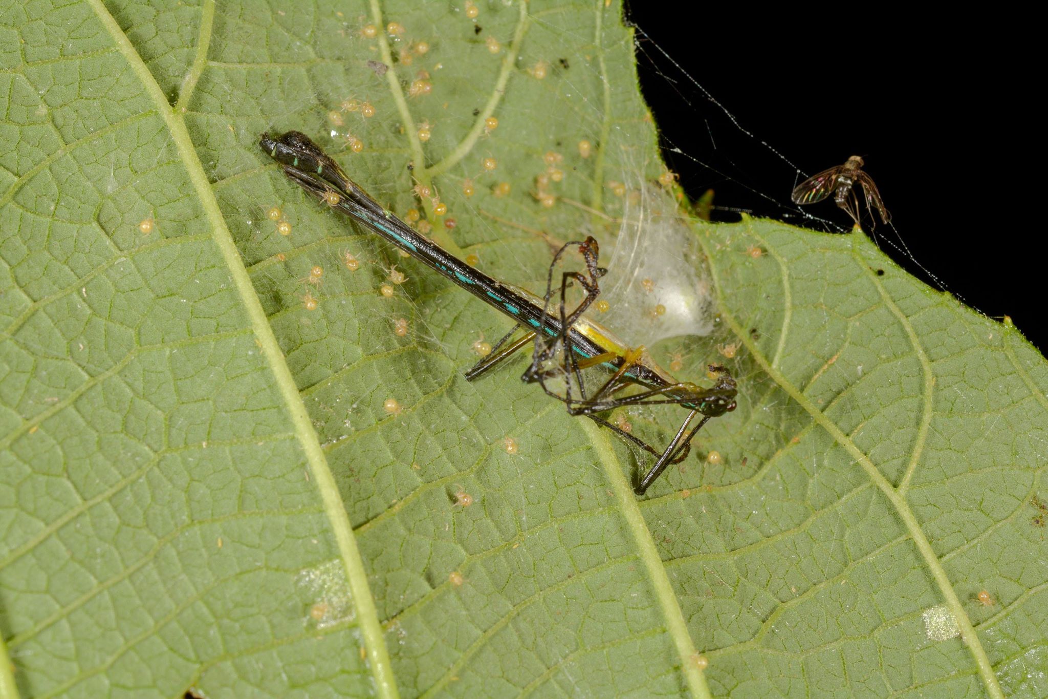 Spiders (Araneae). An adult <i>Parastratocles</i> male got caught up in a spider web in Panama. Looks like he is the first meal of the spiderlings. © Pablo Valero