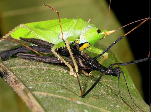 Tettigoniidae. A predatory bush cricket from Ecuadorian Amazon