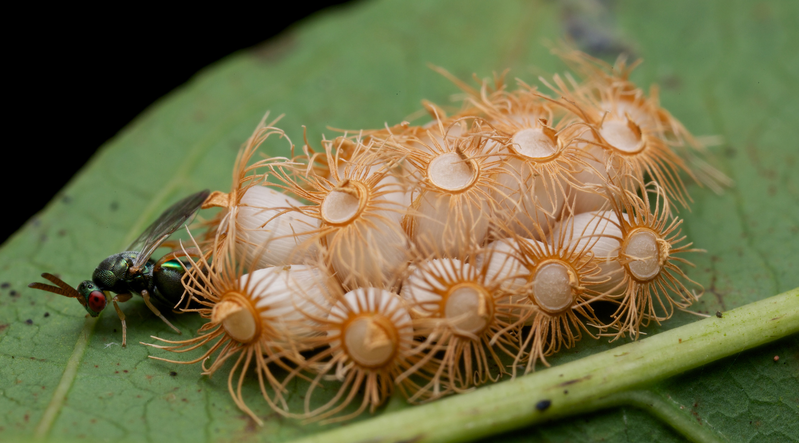 Vespidae. An egg parasitizing wasp from Ankor Wat (Cambodia), here on <i>Trachythorax sp.</i> eggs. © Paul Bertner