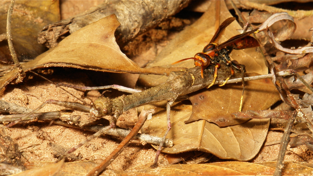 Vespidae. Big wasp /hornet from Pu’er, Yunnan, China. © John Horstman