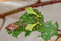 Nymphs of Phyllium giganteum on a leaf, after spray water.
