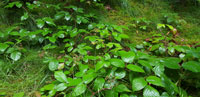 Bramble (Rubus fruticosus) in the forest.