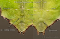 Phyllium giganteum Tapah L2. Ventral view.