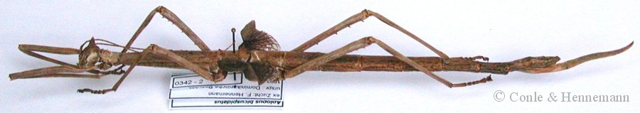 Haplopus bicuspidatus