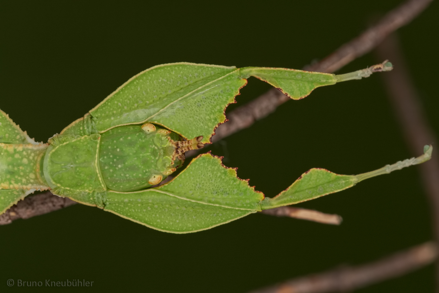 stick insect phasmids Eggs of leaf insect "Phyllium hausleithneri" x30 