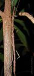 Asprenas sp. 2 (New Caledonia)  adult female