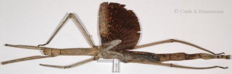Bactrododema tiaratum Stål, 1858  adult female (coll. F. Hennemann)