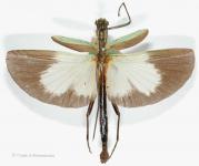 Damasippus fuscipes Redtenbacher, 1906 Central America  adult male (coll. F. Hennemann)