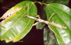 Lobolibethra panguana "Yuyapichis"