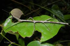 Lonchodes jejunus (Brunner v. Wattenwyl, 1907) Female (NE-Sarawak, Loagan Bunut National Park, Tapang trail, 2009)