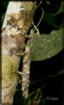 Paranisacantha spinulosa (Chopard, 1952)