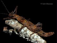 Parectatosoma mocquerysi "Ambodiriana Forest"