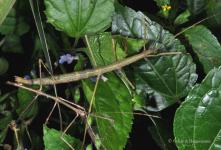 Pseudosermyle sp. (Costa Rica)