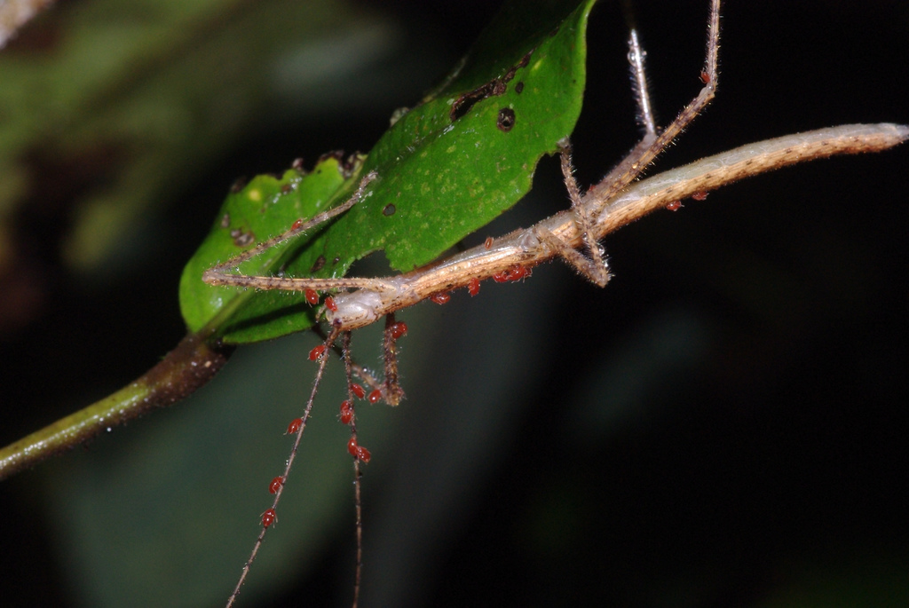 Mites (Acari). Mites on an <i>Asceles sp.</i> nymph from Mt. Kinabalu on Borneo. © Paul Bertner
