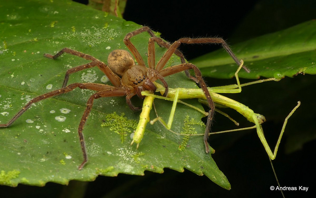 <i>Olios sp.</i>. A huntsman spider from Ecuador. © Andreas Kay