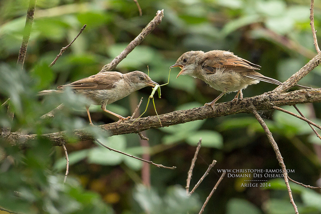 <i>Sylvia communis</i>. A  common whitethroat from Airège, southern France. Phasmids do exist in that part of France, so these are a prey of these birds. © Christophe Ramos