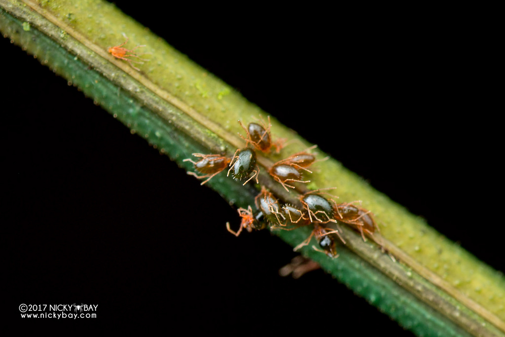Mites (Acari). Mites on an adult Lonchodinae male from Borneo. © Nick Bay