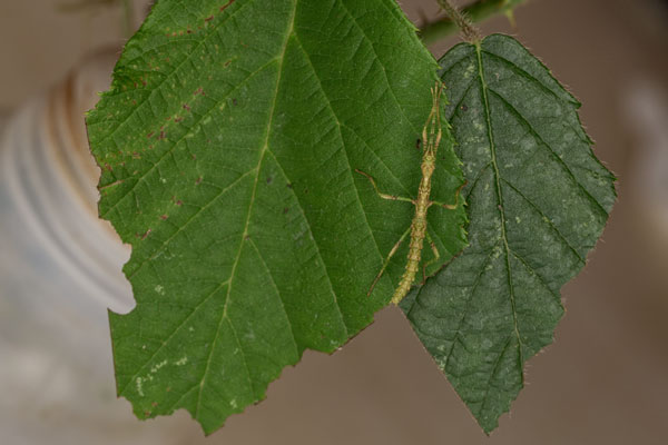 Bite signs on bramble leaves whose margins were previously cut.