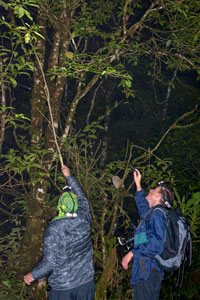 Oskar Conle (left) and Frank Hennemann (right) collecting a phasmid with the help of a long branch, in Panama 2018.