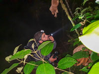 Pablo Valero collecting during night in Panama, 2018.