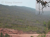 Serious defoliation of <em>Cupressus funebris</em> (Cupressaceae) at the Yangtze River, Chongqing, China in April 2005, caused by <em>Baculonistria alba</em> (Chen & He, 1990).