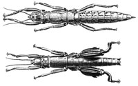 <em>Dryococelus australis </em>(Montrouzier, 1855) female and male [From: Westwood, 1859, pl. 1: 1 & 2].