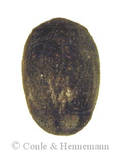 Egg of <em>Haaniella echinata</em> (Redtenbacher, 1906).