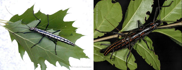 Anisomorpha buprestoides (left) from Ocala National Park, Florida, USA. and Anisomorpha paromalus (right) from Belize.