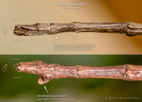 Achrioptera fallax L3.