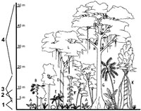 Typical structure of a tropical lowland rainforest.